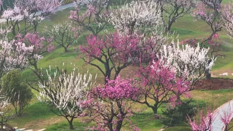 Plum blossoms bloom in spring in Wuhan East Lake Plum blossom Garden 库存影片 237316367