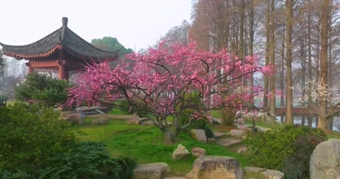 Plum blossoms bloom in spring in Wuhan East Lake Plum blossom Garden Stock Footage 237316396