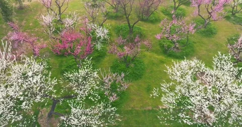 Plum blossoms bloom in spring in Wuhan East Lake Plum blossom Garden Stock Footage 237316398