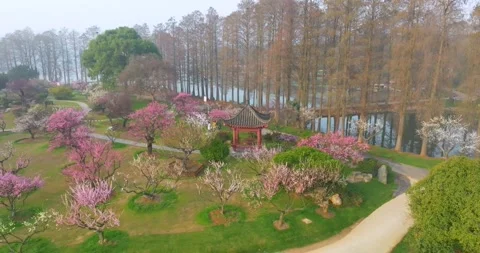 Plum blossoms bloom in spring in Wuhan East Lake Plum blossom Garden Stock Footage 237316458