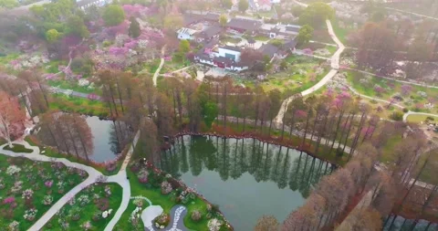 Plum blossoms bloom in spring in Wuhan East Lake Plum blossom Garden 스톡 동영상 237316567