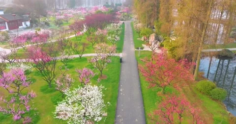 Plum blossoms bloom in spring in Wuhan East Lake Plum blossom Garden Stock Footage 237316633
