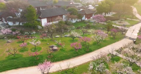 Plum blossoms bloom in spring in Wuhan East Lake Plum blossom Garden 库存影片 237316707