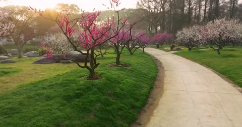 Plum blossoms bloom in spring in Wuhan East Lake Plum blossom Garden Stock Footage 237316771