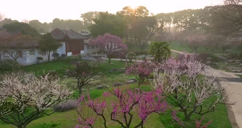Plum blossoms bloom in spring in Wuhan East Lake Plum blossom Garden Vidéo 237316789