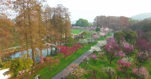 Plum blossoms bloom in spring in Wuhan East Lake Plum blossom Garden Stock Footage 237316859