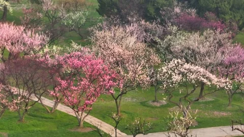 Plum blossoms bloom in spring in Wuhan East Lake Plum blossom Garden Stock Footage 237316904