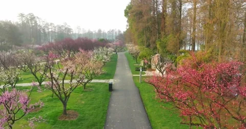Plum blossoms bloom in spring in Wuhan East Lake Plum blossom Garden Stock Footage 237316946