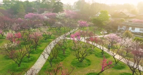 Plum blossoms bloom in spring in Wuhan East Lake Plum blossom Garden 库存影片 237316978