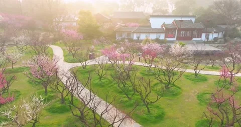 Plum blossoms bloom in spring in Wuhan East Lake Plum blossom Garden Stock Footage 237317016