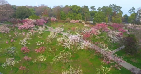 Plum blossoms bloom in spring in Wuhan East Lake Plum blossom Garden Stock Footage 237317040
