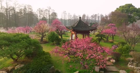 Plum blossoms bloom in spring in Wuhan East Lake Plum blossom Garden Stock Footage 237317111