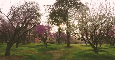 Plum blossoms bloom in spring in Wuhan East Lake Plum blossom Garden 库存影片 237317123