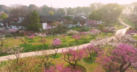 Plum blossoms bloom in spring in Wuhan East Lake Plum blossom Garden Stock Footage 237317209