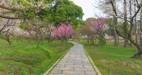 Plum blossoms bloom in spring in Wuhan East Lake Plum blossom Garden Stock-Footage 237317324