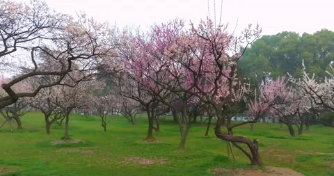 Plum blossoms bloom in spring in Wuhan East Lake Plum blossom Garden Stock Footage 237317621