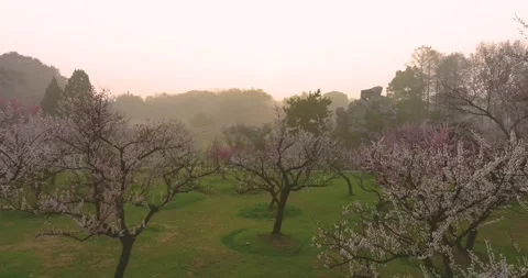 Plum blossoms bloom in spring in Wuhan East Lake Plum blossom Garden Stock Footage 237317726