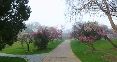 Plum blossoms bloom in spring in Wuhan East Lake Plum blossom Garden Stock Footage 237317738