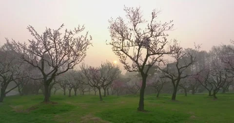 Plum blossoms bloom in spring in Wuhan East Lake Plum blossom Garden Stock Footage 237317779