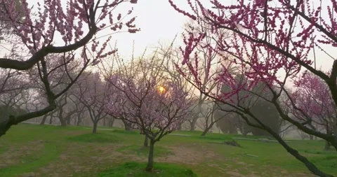 Plum blossoms bloom in spring in Wuhan East Lake Plum blossom Garden Stock Footage 237317784