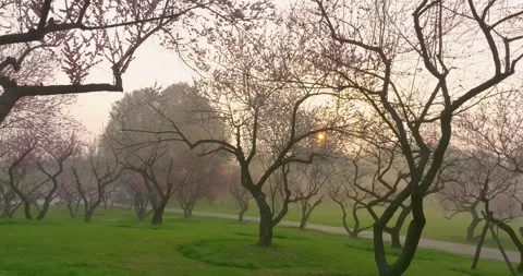 Plum blossoms bloom in spring in Wuhan East Lake Plum blossom Garden Stock Footage 237317862