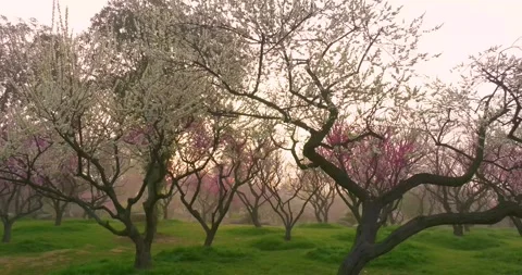 Plum blossoms bloom in spring in Wuhan East Lake Plum blossom Garden Stock Footage 237317901
