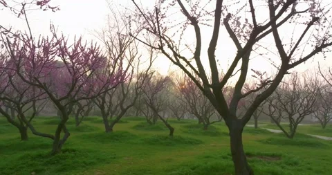 Plum blossoms bloom in spring in Wuhan East Lake Plum blossom Garden Stock Footage 237317929