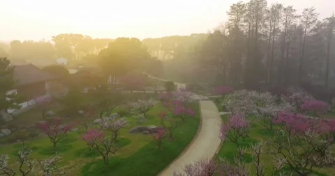 Plum blossoms bloom in spring in Wuhan East Lake Plum blossom Garden Stock Footage 237317964
