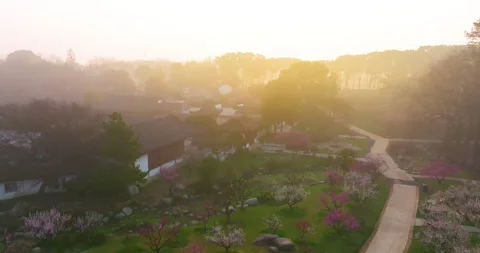 Plum blossoms bloom in spring in Wuhan East Lake Plum blossom Garden Stock Footage 237317998