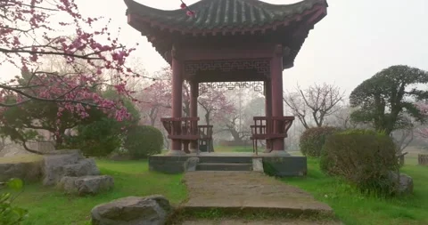Plum blossoms bloom in spring in Wuhan East Lake Plum blossom Garden Stock-Footage 237318061