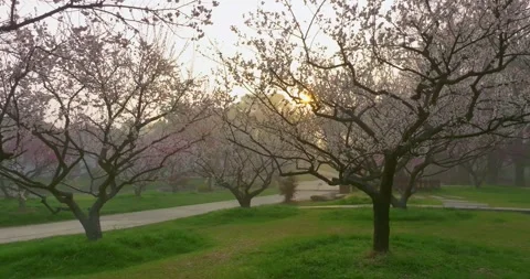 Plum blossoms bloom in spring in Wuhan East Lake Plum blossom Garden Stock Footage 237318098