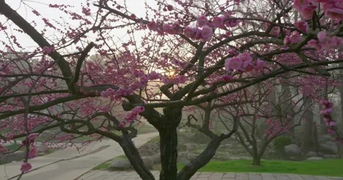Plum blossoms bloom in spring in Wuhan East Lake Plum blossom Garden Stock Footage 237318117