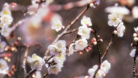 Plum Blossoms Blooming on the Branch Tips (Soft Effect) Stock Footage 332546163