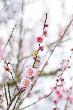 Plum blossoms blooming in spring Stock Photos