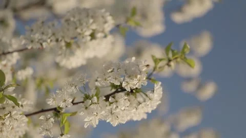 Plum blossoms captured at sunset Stock Footage 305876217