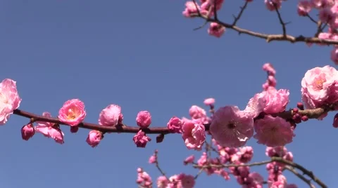 Plum blossoms Stock Footage 58954427