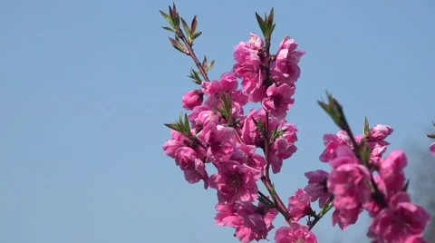 Plum blossoms Stock Footage 58954790