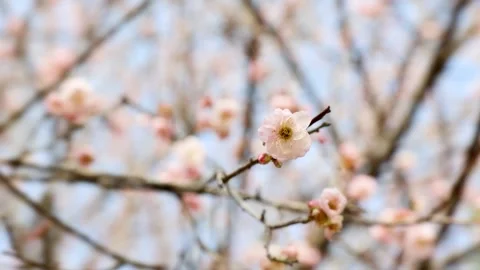 Plum Blossoms in Full Bloom with Delicate Stamen Detail in Dreamy Spring Light Stock Footage 333044204