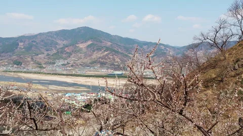 Plum Blossoms in Full Bloom with Seomjin River View Video stock 329904997