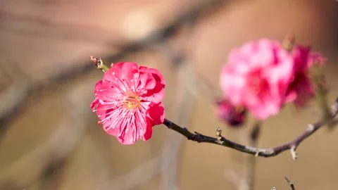 Plum blossoms in full bloom in spring Stock Footage 156703810