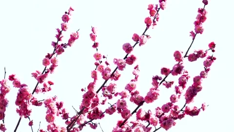 Plum blossoms in full bloom in spring Stock Footage 156703812