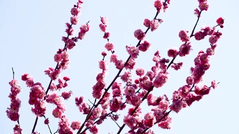 Plum blossoms in full bloom in spring Stock Footage 156703817