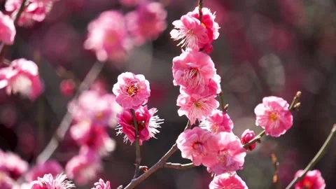 Plum blossoms in full bloom in spring Stock Footage 156703818