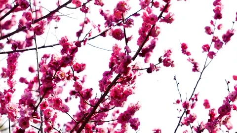 Plum blossoms in full bloom in spring Stock Footage 156703819