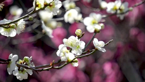 Plum blossoms in full bloom in spring Stock Footage 156703845