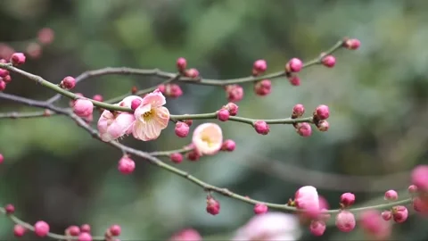 Plum blossoms in full bloom in spring Stock Footage 156703846