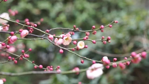 Plum blossoms in full bloom in spring Stock Footage 156703847