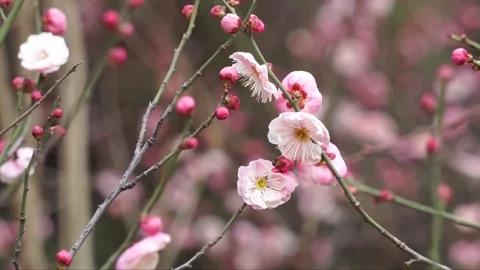Plum blossoms in full bloom in spring Stock Footage 156703850