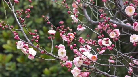 Plum blossoms in full bloom in spring Stock Footage 156703868