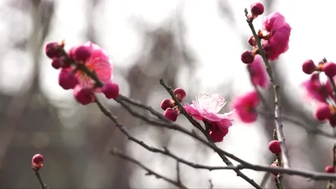 Plum blossoms in full bloom in spring Stock Footage 156703905